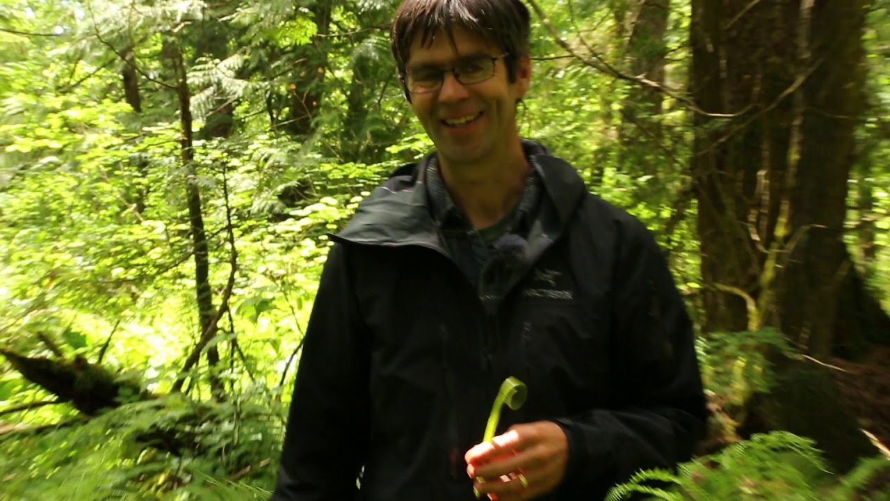 Swamp and Scrub/Shrub Wetland Plants of the Pacific Northwest