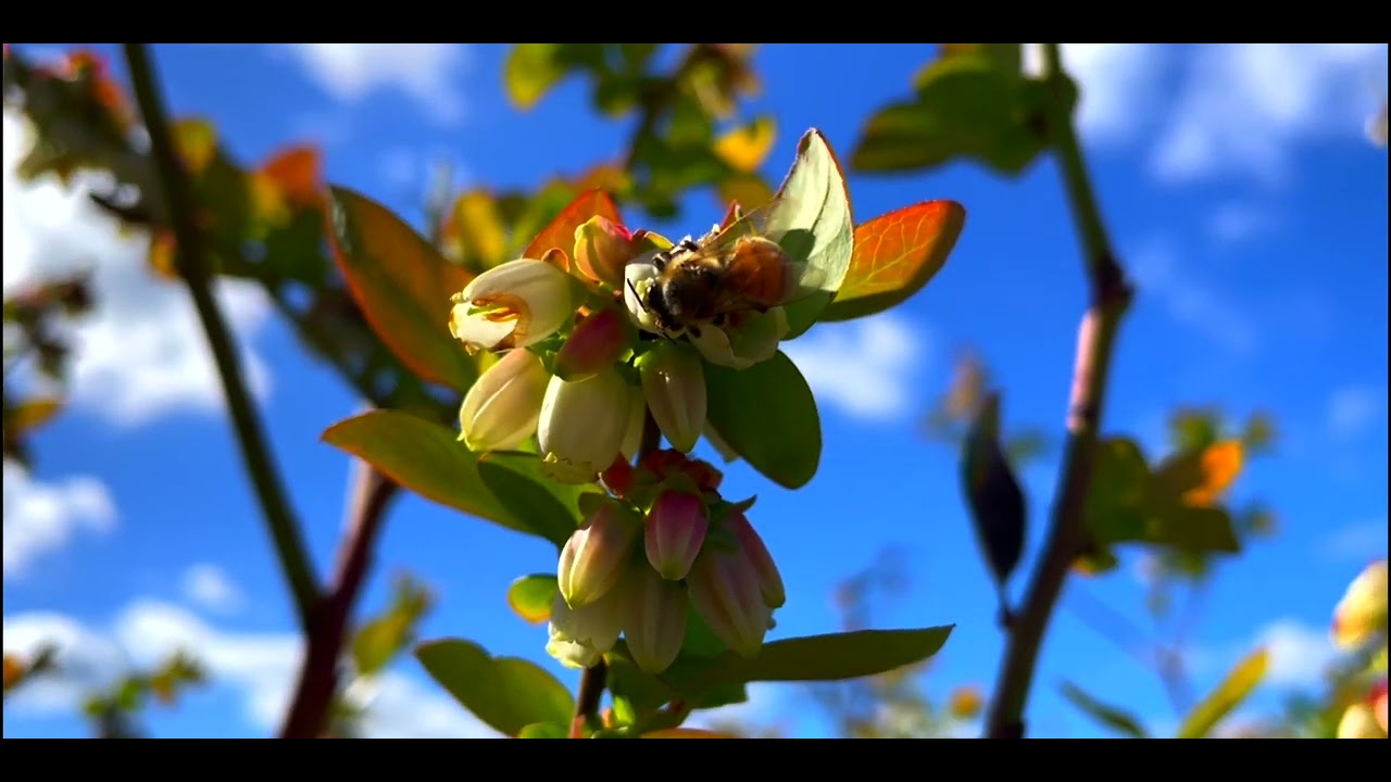 2022 Blueberry Pollination