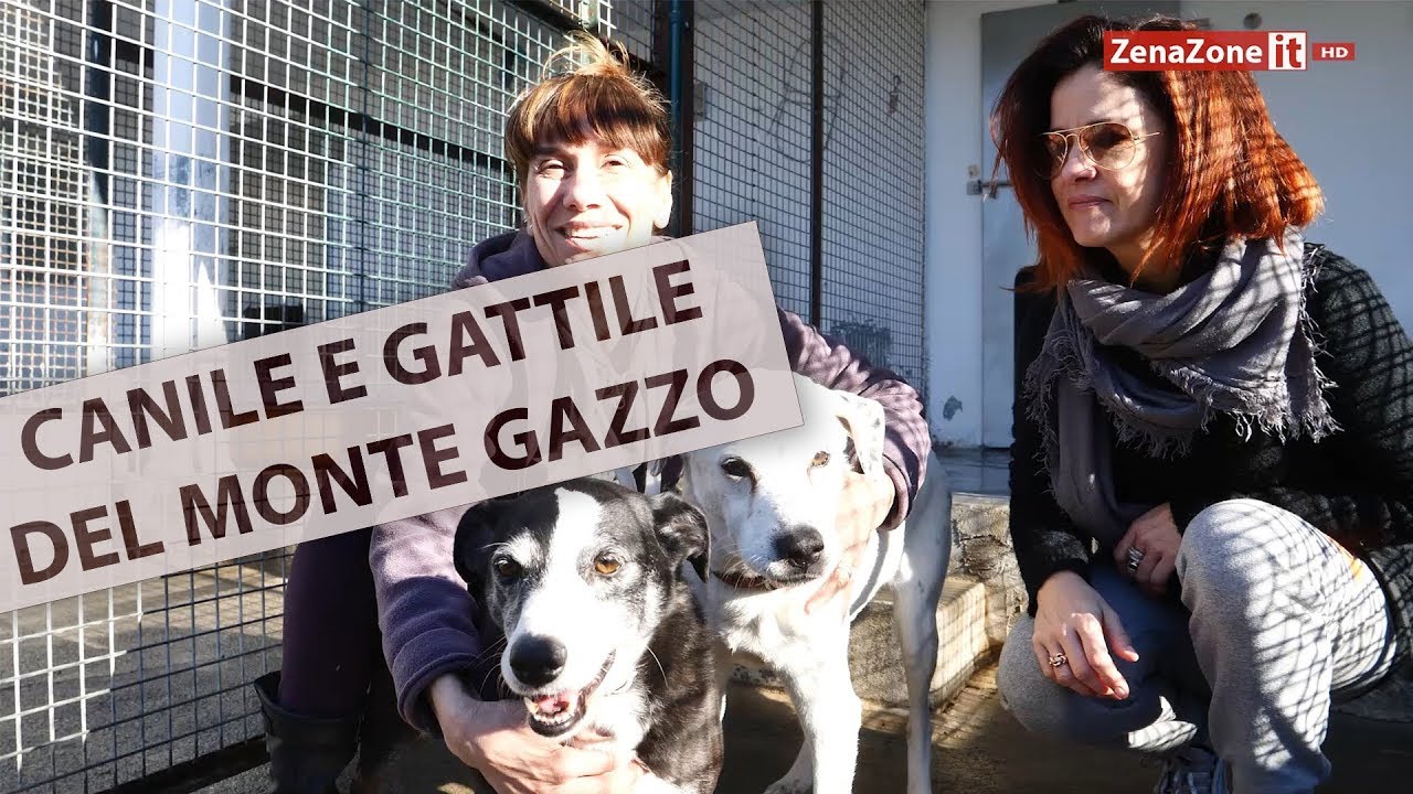 Cani e Gatti adottabili al Canile del Gazzo - 10 minuti al canile