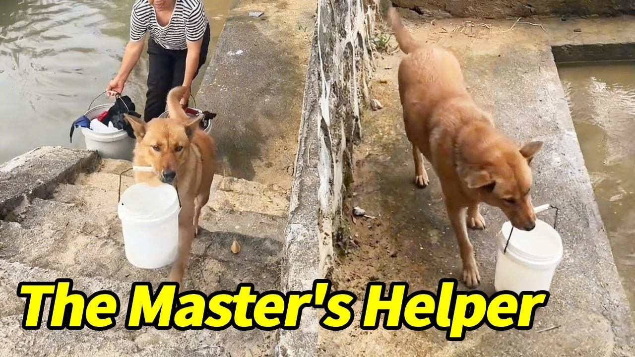 Big Yellow actually helped its owner with chores; it's so considerate!