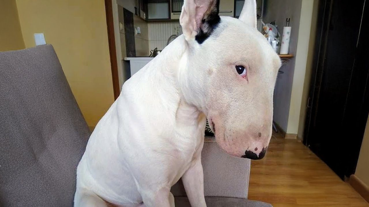 FUNNIEST Bull Terrier DOGS Proves Everyone Wrong About His Breed 😂