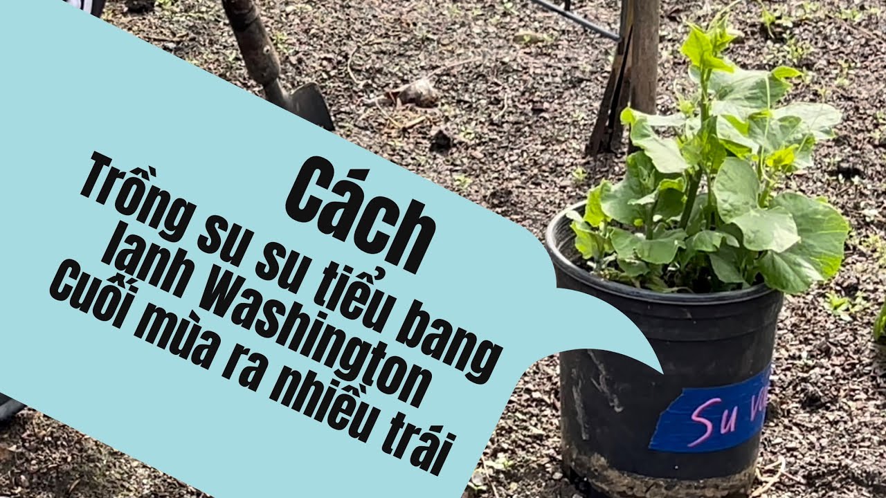 Cách trồng cây su su ra nhiều trái ở tiểu bang lạnh Washington | người việt ở Mỹ