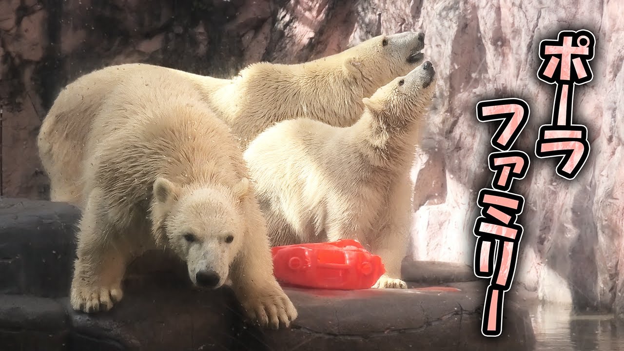 うみ そら ポーラ 赤ちゃん 八木山動物公園｜Polar bear ホッキョクグマ シロクマ｜しろくまTV