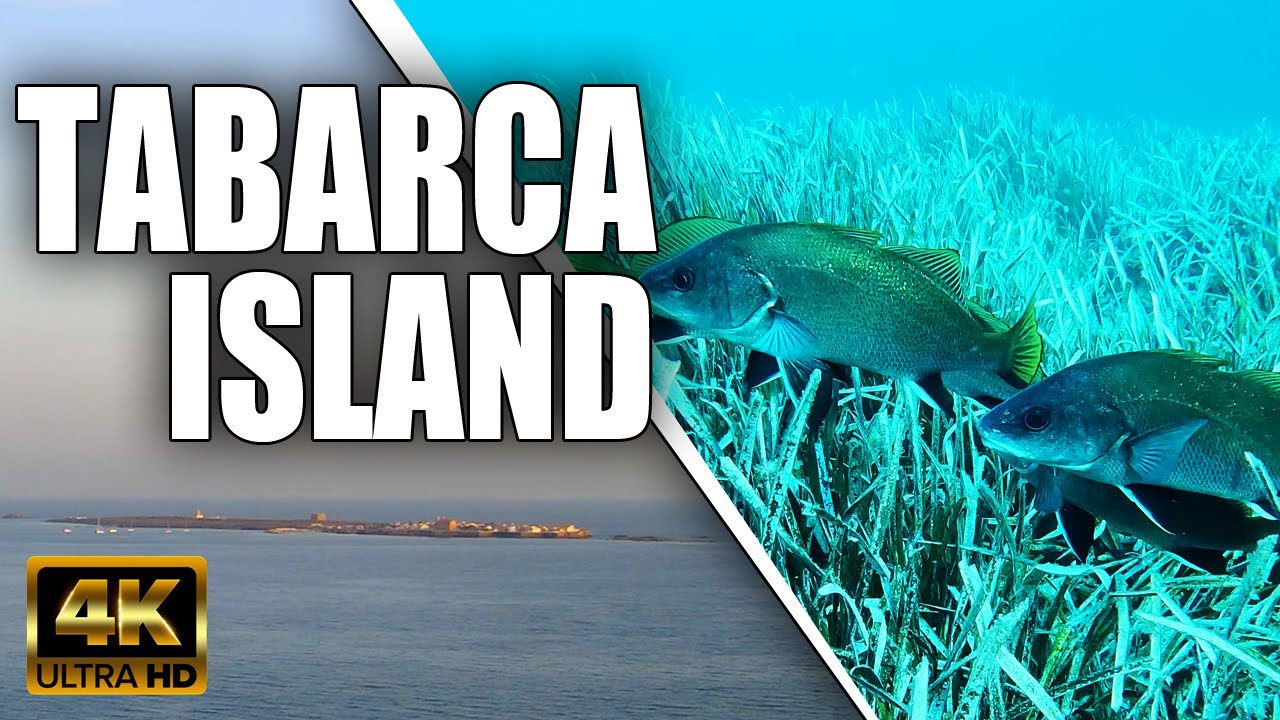 TABARCA ISLAND - DIVING DAY