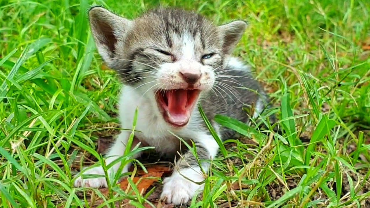 Little Newborn Kitten Crying for Its Mama, Finding Warmth, Care, and Love 🐱💖🐾