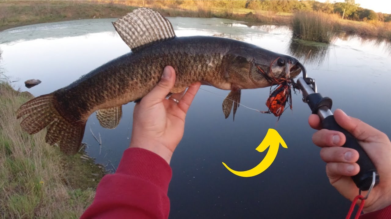 RANA TAI EN LA HORA MAGICA Y SALTOS ESPECTACULARES !!! pesca de tarariras