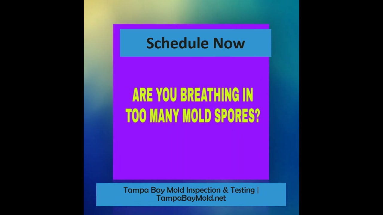 Black Mold Inspection In Temple Terrace FL 813-358-4766 TampaBayMold.net