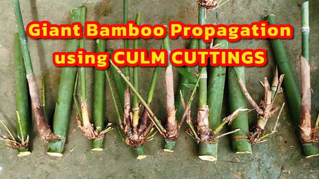 Giant bamboo propagation using culm cuttings