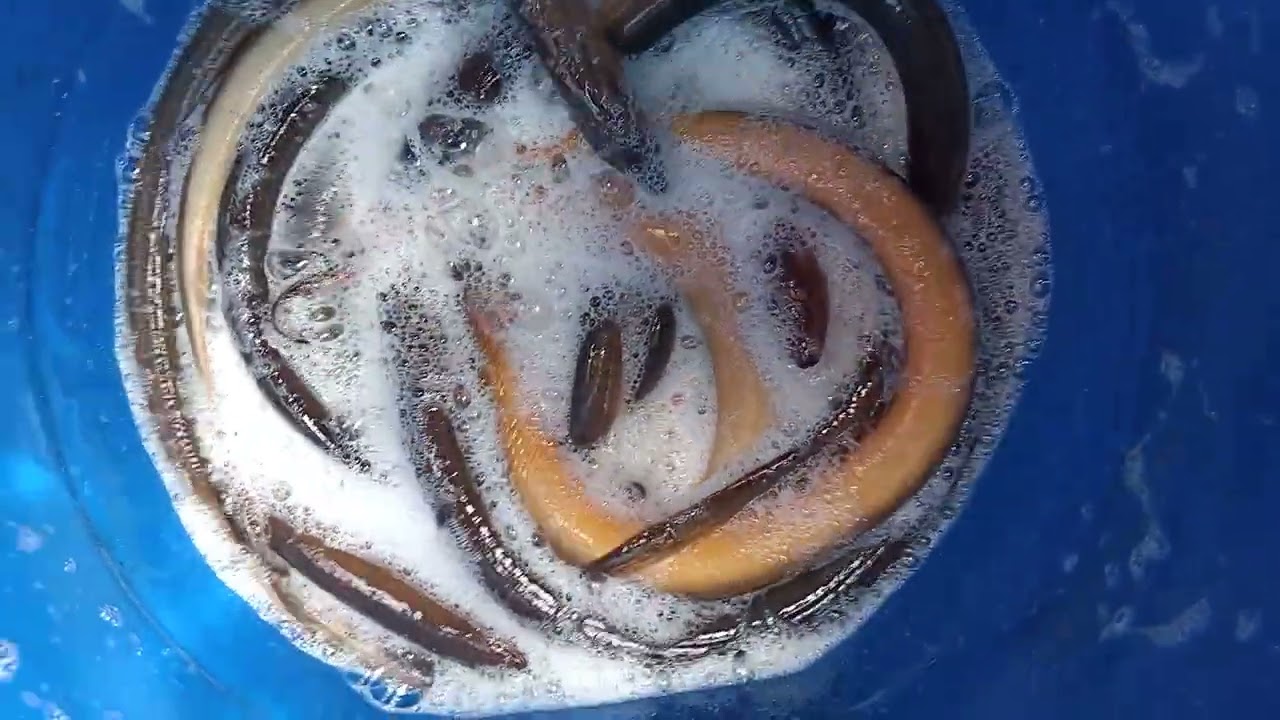 អន្ទង់លាងនឹងសាប៊ូ