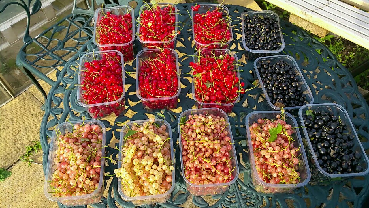 Allotment Days #42 Bumper Currant and Gooseberry Harvest