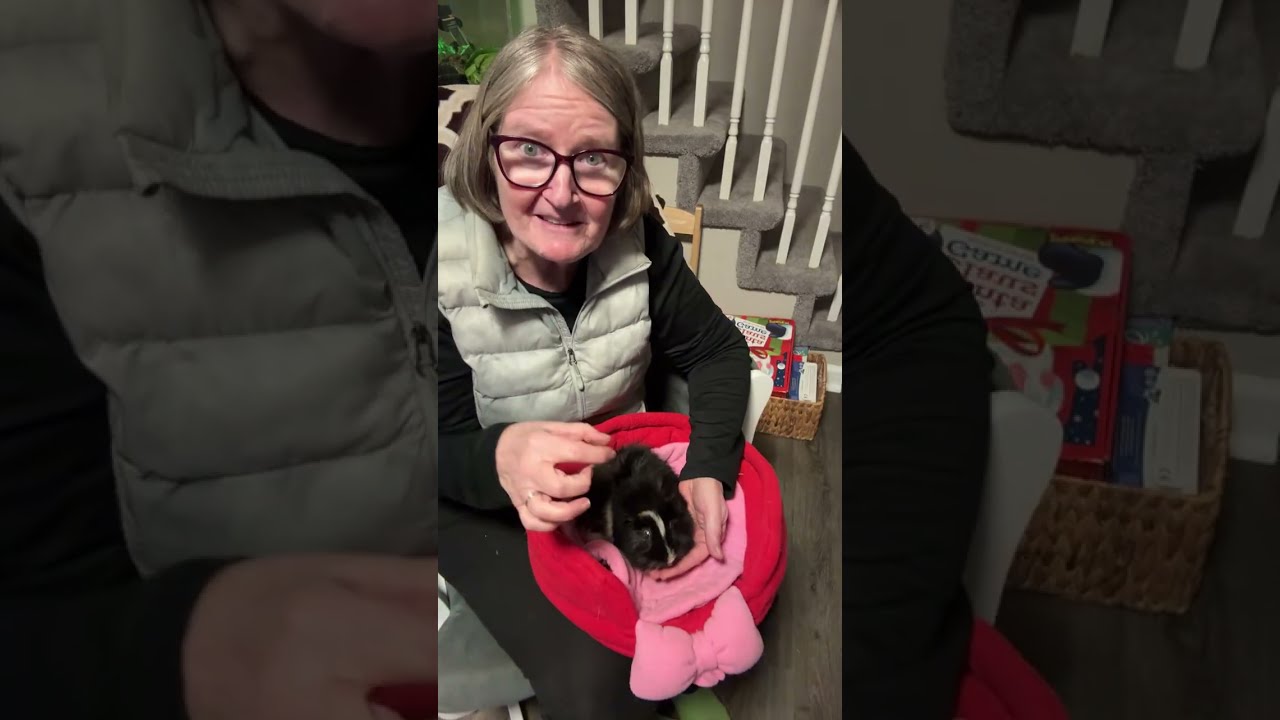 Quiet Guinea Pig Live 🐹 | Cozy Evening Hangout