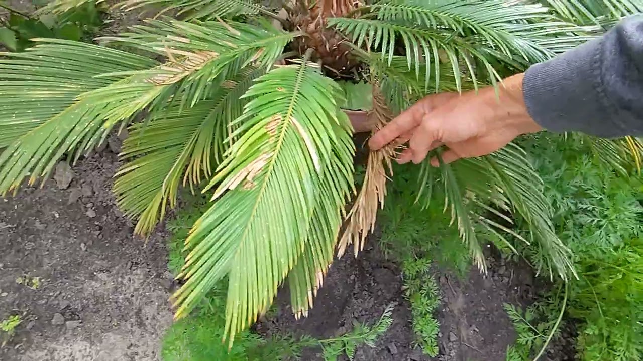 Cycas revoluta i jego wieczne problemy z uprawą. Roślina nie dla wszystkich.