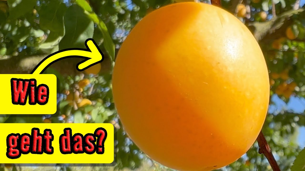 So hast auch du eine große Ernte im Garten
