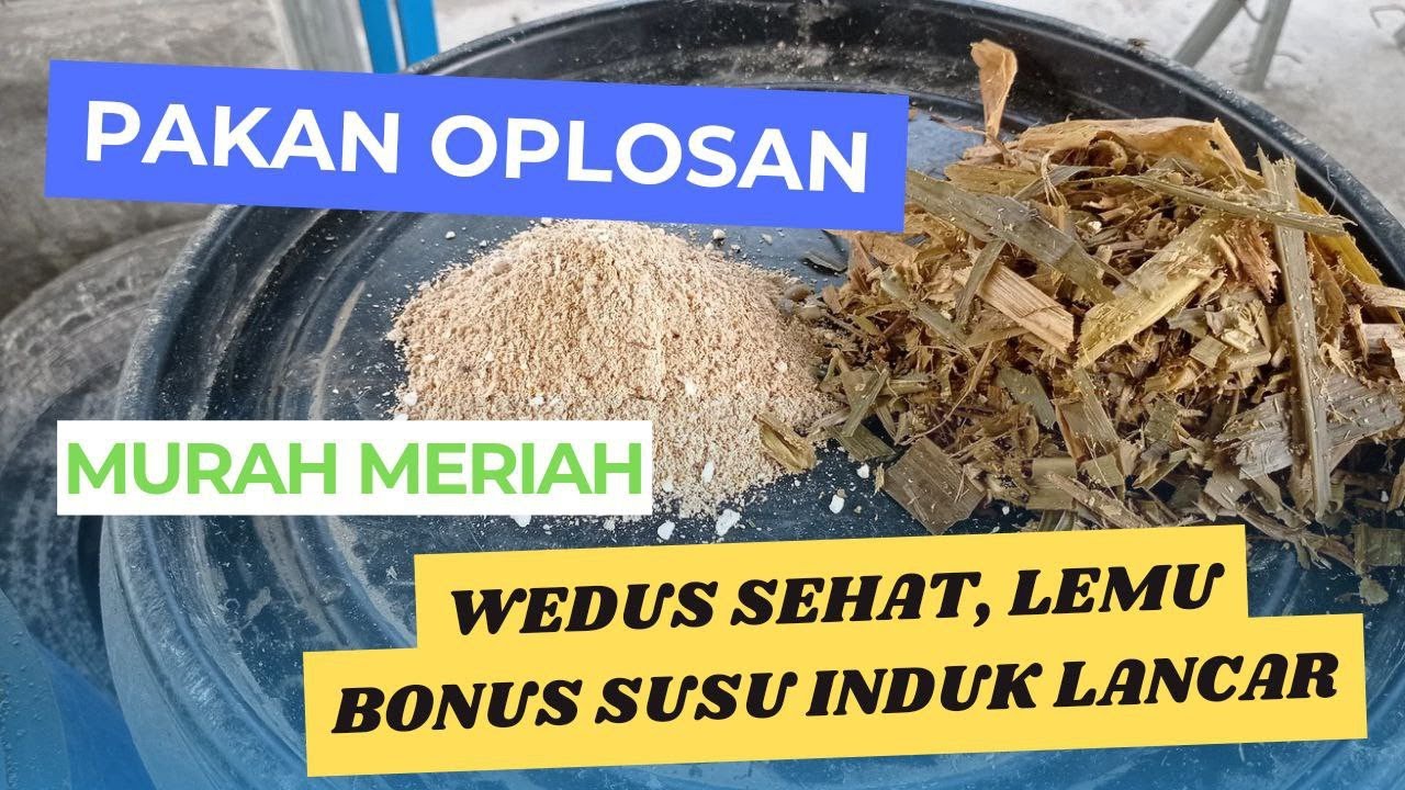 Bongkar Rahasia Pakan Kambing Murah untuk Domba Cepat Gemuk Dan Sehat