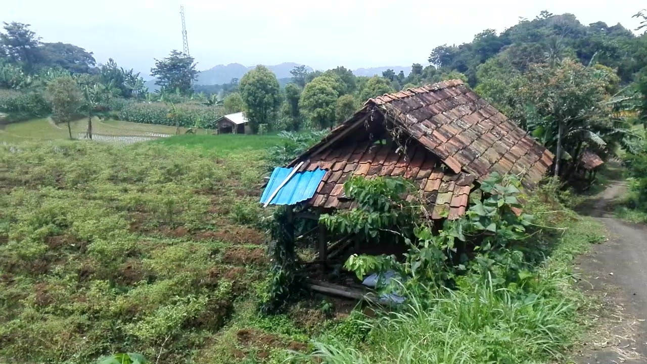 Kehidupan orang desa!! Ke sawah !! #video #nature #sawah #alam #petani 