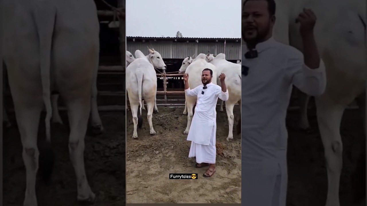 Heavyweight Ongole Bulls 2025🔥 #shorts #ongole #ongolebulls #heavyweight #bakraeid2k25