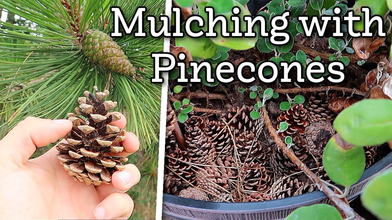 Using pinecones as mulch | free and sustainable