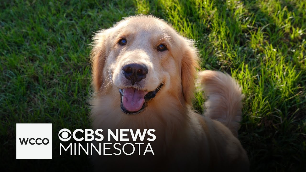 One of the biggest golden retriever events in the US is in the Twin Cities this weekend