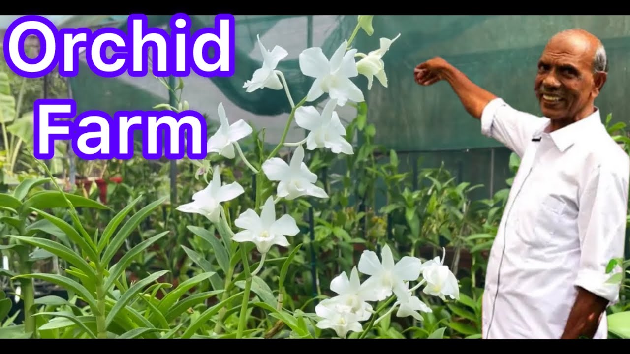 പിന്നെ ഞാനെന്തിന് ഓർക്കിഡ് വളർത്തണം?#Mohana Orchids| Orchid Garden Tour🔥 #youtube #garden #flowers