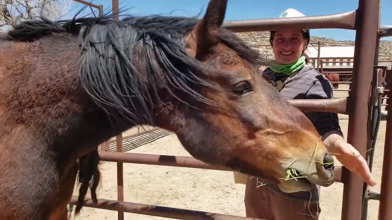 Using Food as Reinforcement in the Taming of Wild Horses