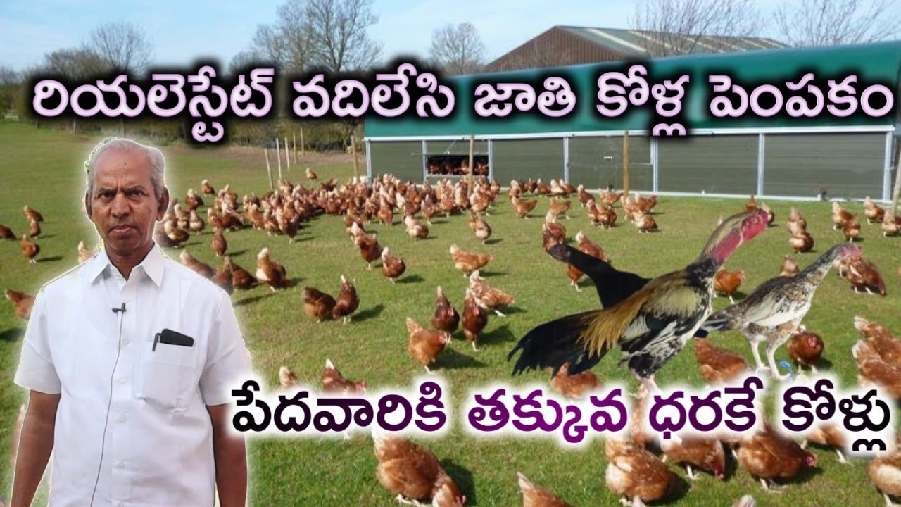 పేదవారికి తక్కువ ధరకే జాతి కోళ్లు| Srinivasa Raju Garu | Natu Kollu