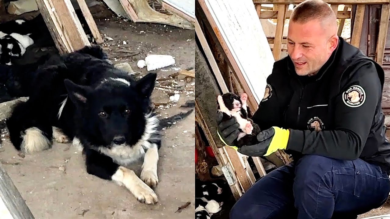 Abandoned mama dog leads us to her babies | Dog Rescue Shelter
