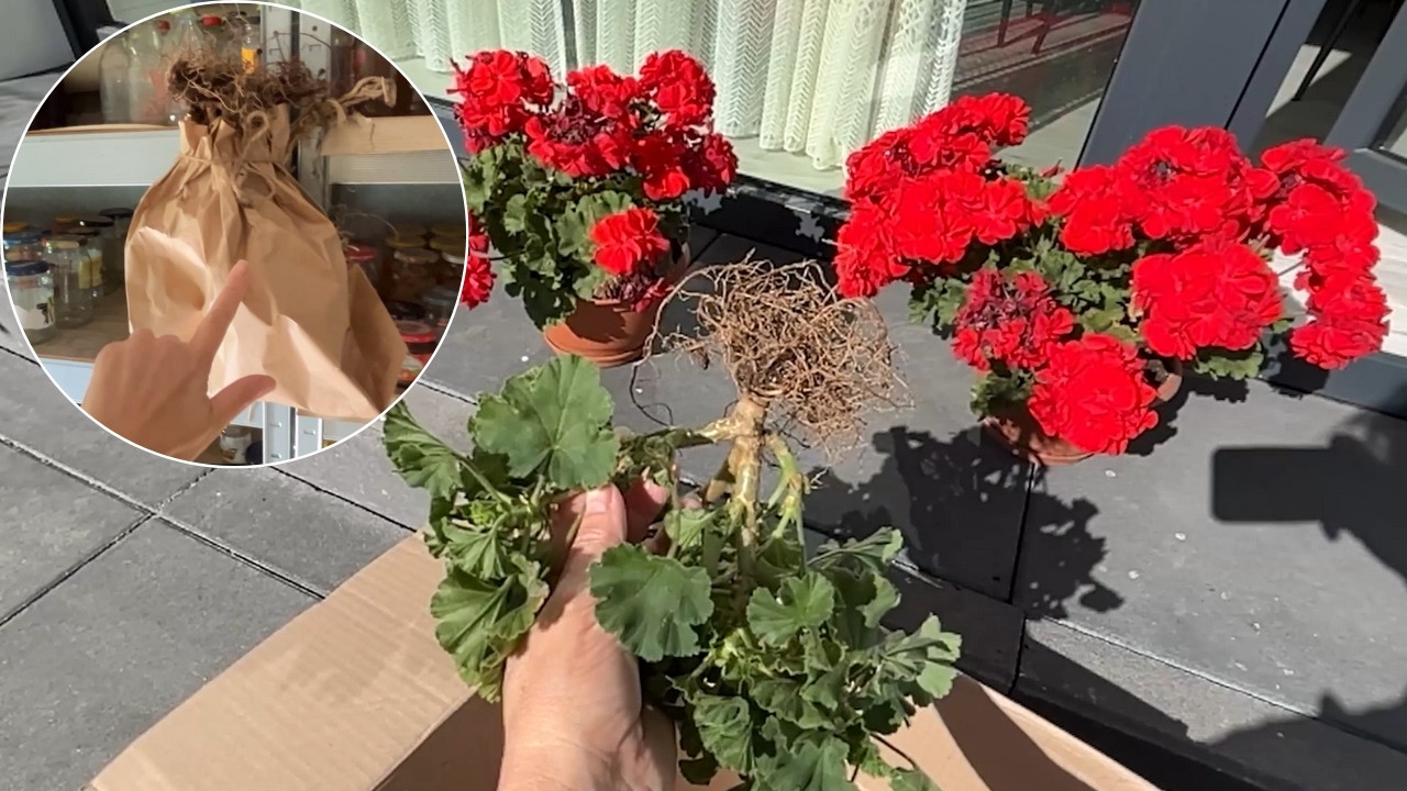 Pelargonie po zimowaniu w kartonie i torbie papierowej