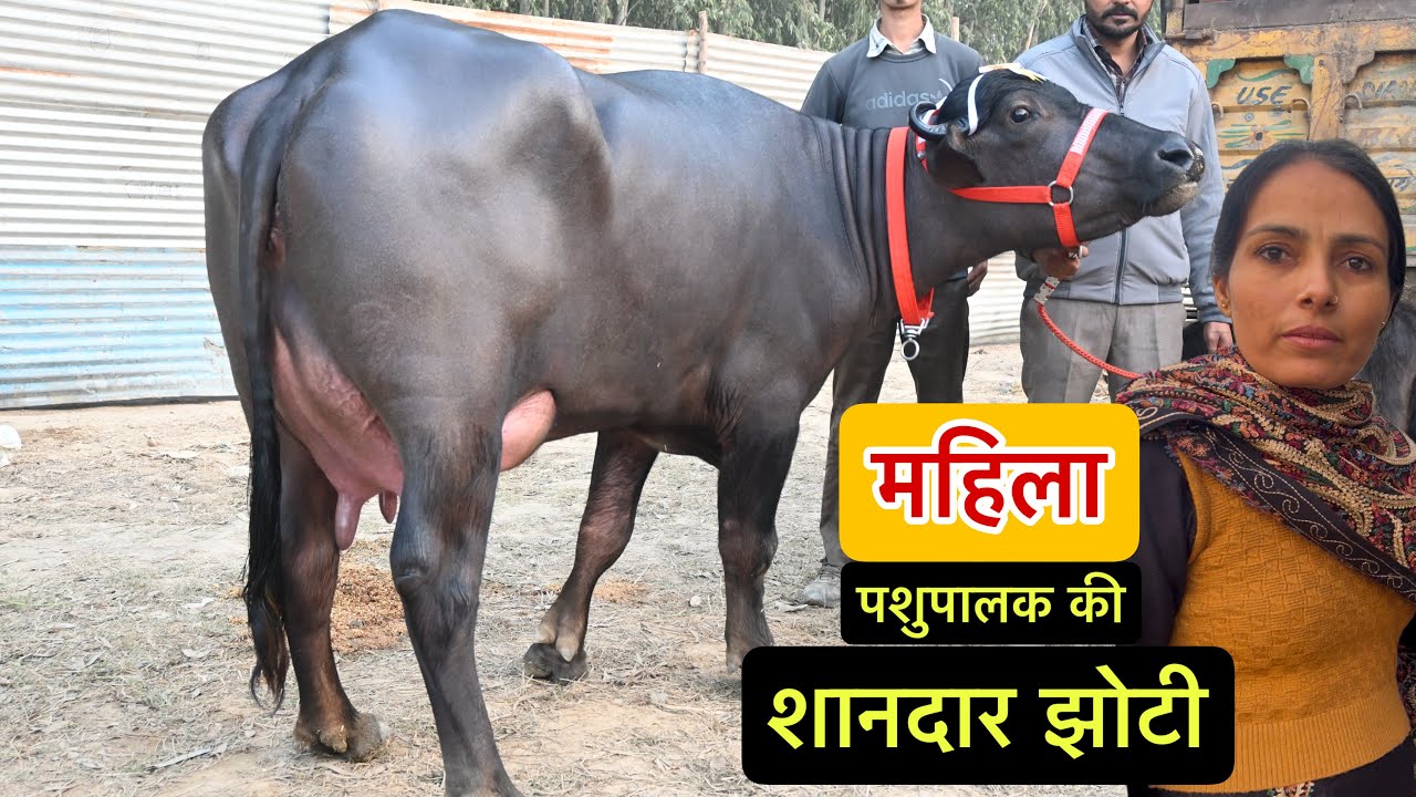 महिला पशुपालक की मेले में छाई झोटी । पंजाब से आकर जीता ईनाम ।
