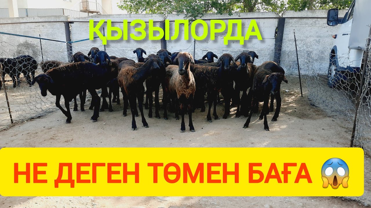 ҚЫЗЫЛОРДА МАЛ БАЗАРЫ, ҚОЗЫЛЫ ҚОЙ, ЛАҚТЫ ЕШКІ, ТИКЕ ҚОШҚАР БАҒАЛАРЫ.