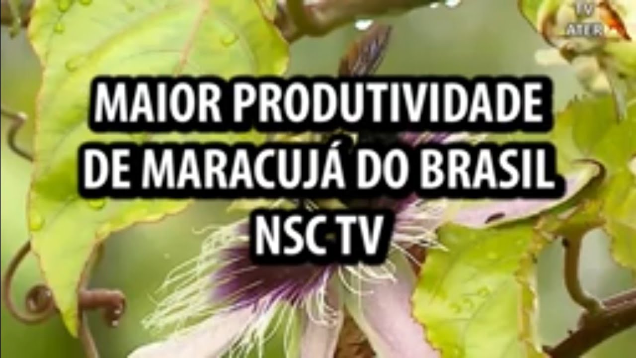 Maior Produtividade de Maracujá do Brasil