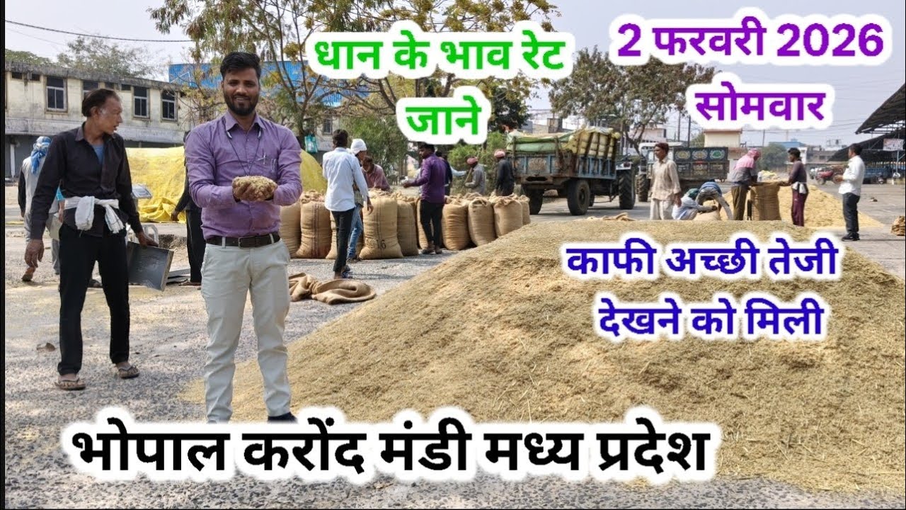 धान के भाव रेट जाने 🔥🚀🌾🌾 2 फरवरी 2026 dhaan ke bhav rate jaane 