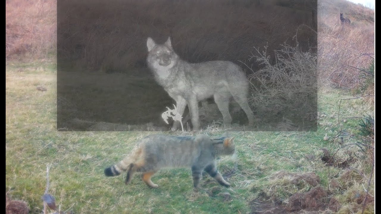 ¡Lobo aúlla para comunicarse, Zorros, Gato montés, Turón, Jabalíes y más!