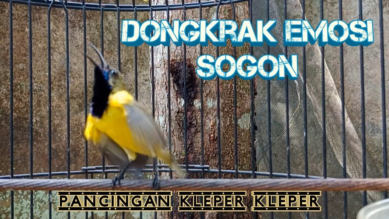 DONGKRAK EMOSI SOGON DENGARKAN SUARA SOGON INI  #pancingansogongacor #sogongacorngleper #sogokontong