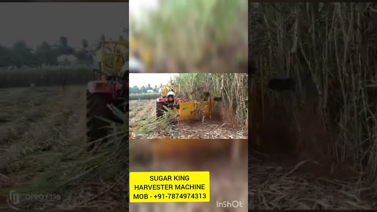 sugarcane harvester machine mob 7874974313 #sugarcane #sugarcaneharvester #sugarcanefarming #ऊस