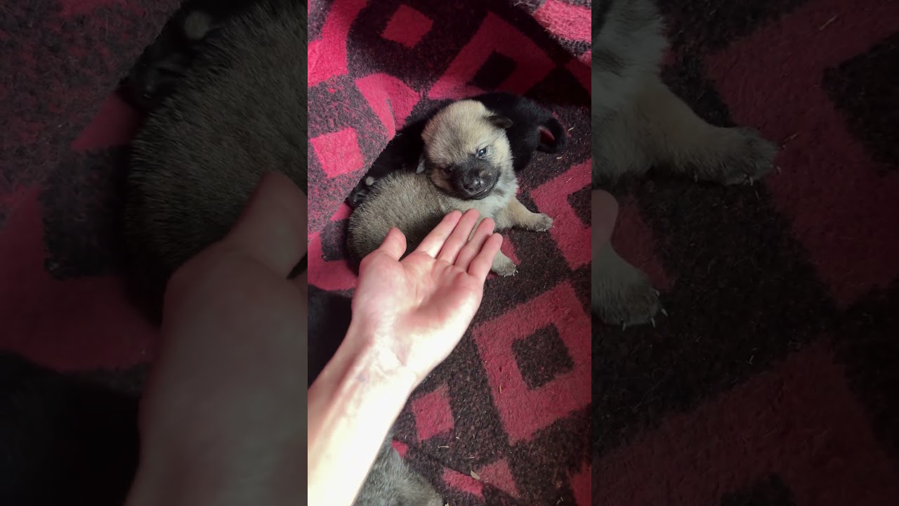 Feisty puppy(most funny)
