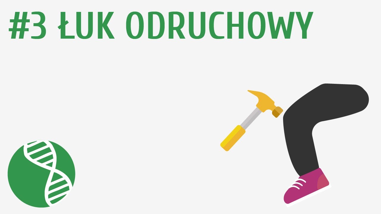 Łuk odruchowy #3 [ Regulacja nerwowo-hormonalna ]