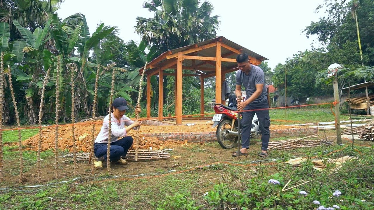 CUONG & LAN quickly constructed a fence using cassava stems before the upcoming Lunar New Year.