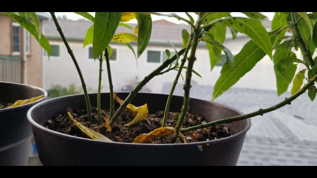 How to remove yellow bugs from milk weed