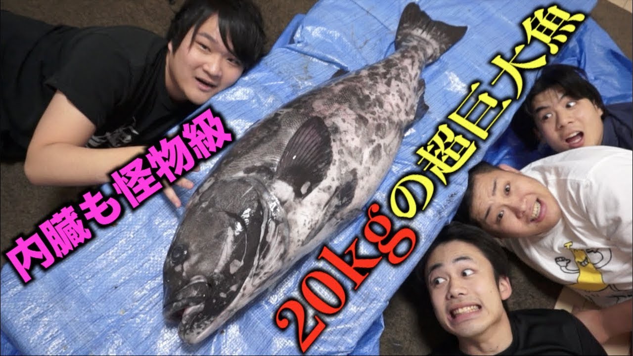 フィッシャーズと20kg超えの超巨大魚さばいたらこうなるwwww