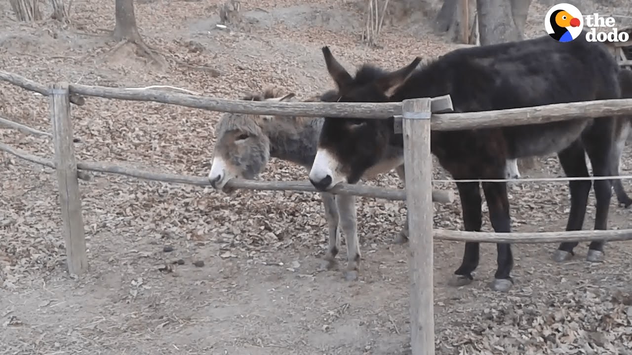 Donkey Knows Exactly How To Get Over This Fence