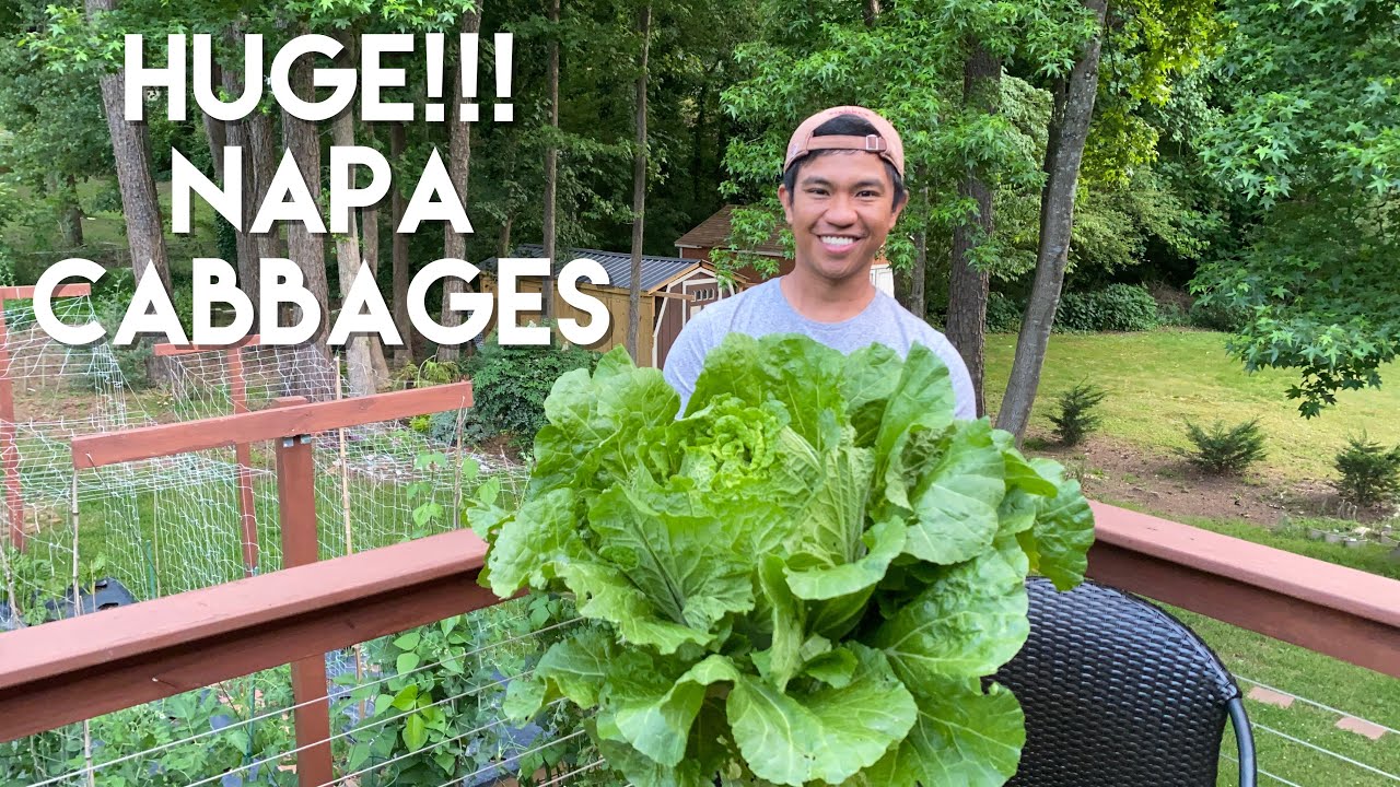 How I grow Big Napa Cabbages in the Spring Zone 7B