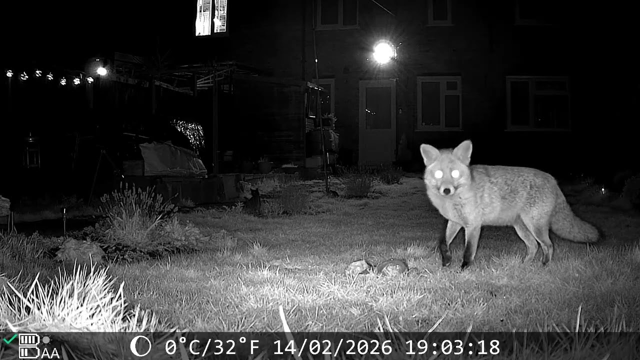 6 Minutes of Fox in Garden