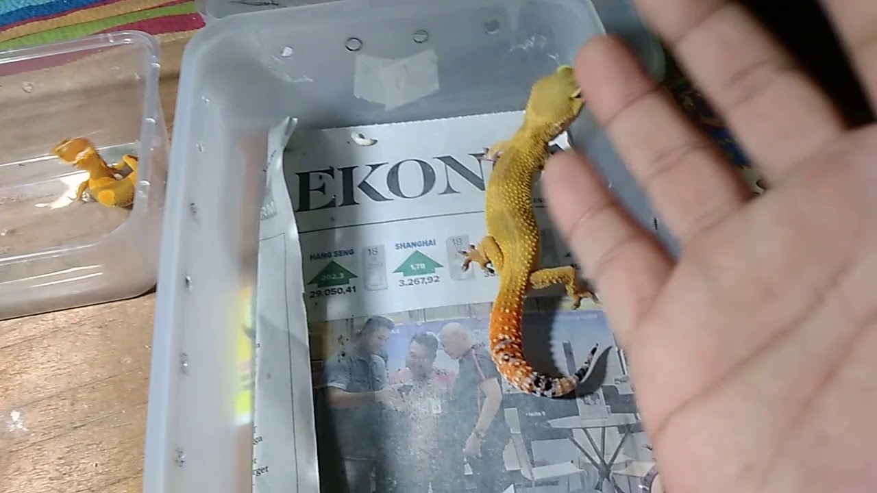 eps 50. handle leopard gecko kalian dengan baik dan benar like a boss!