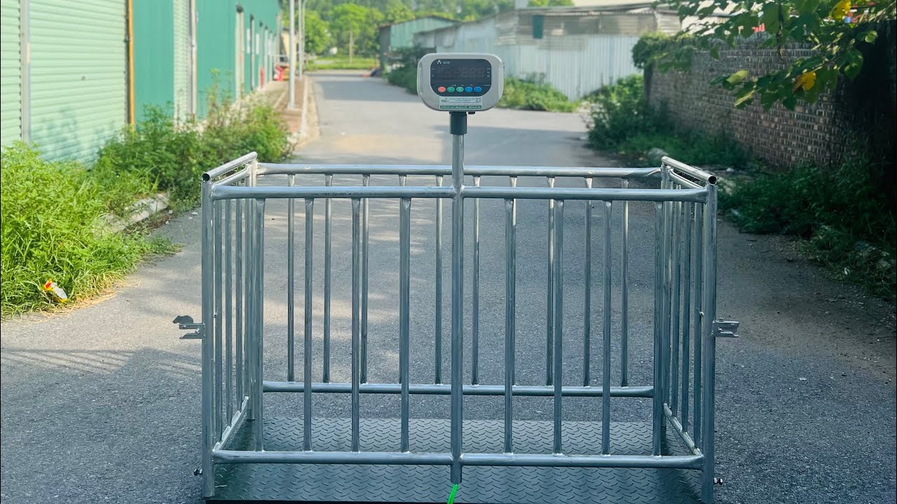 Giới thiệu về cân lồng heo 500kg Kích thước 0.6m x 1.5m - Sử dụng đầu cân chốt số động vật HP 501