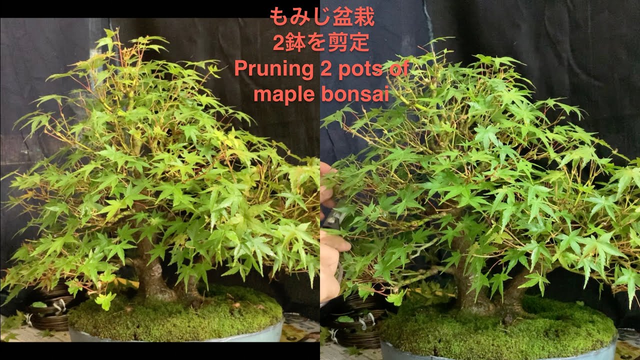 もみじ盆栽2鉢の剪定 Pruning 2 pots of maple bonsai