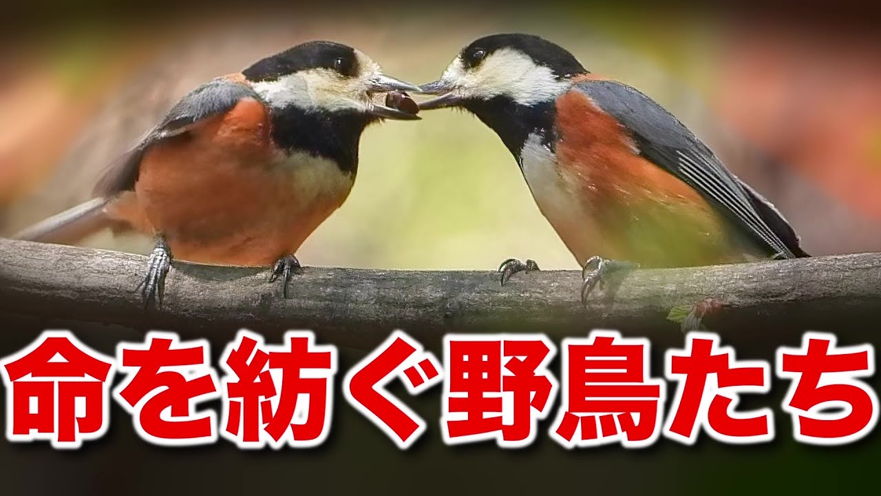 野鳥たちの生命の営みを詳しく解説！