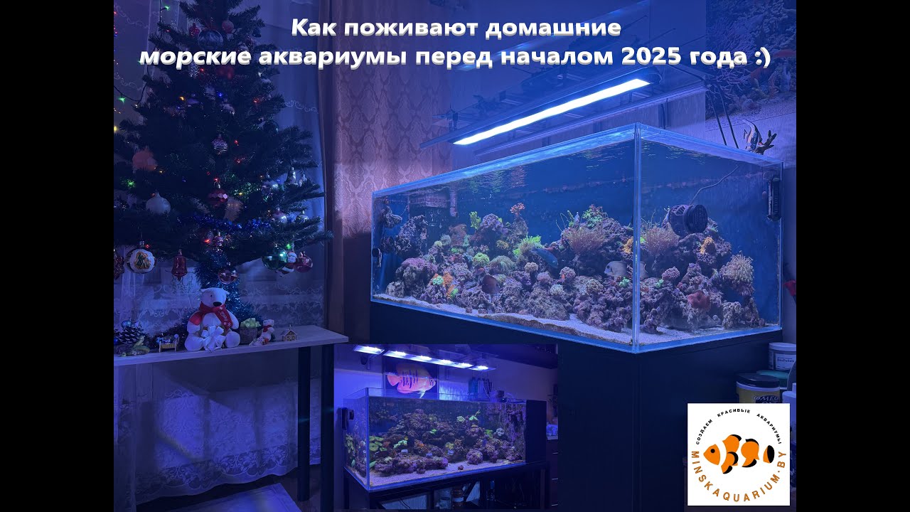 Мои домашние морские аквариумы