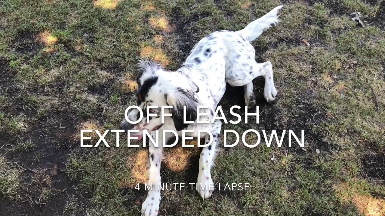 6-Month Old English Setter, Edith! Off Leash English Setter Training | Off Leash K9