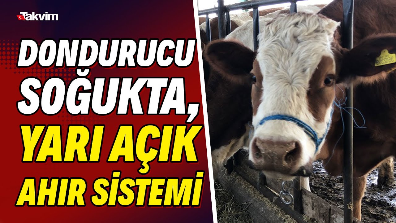 Dondurucu soğukta, yarı açık ahır sistemi! 