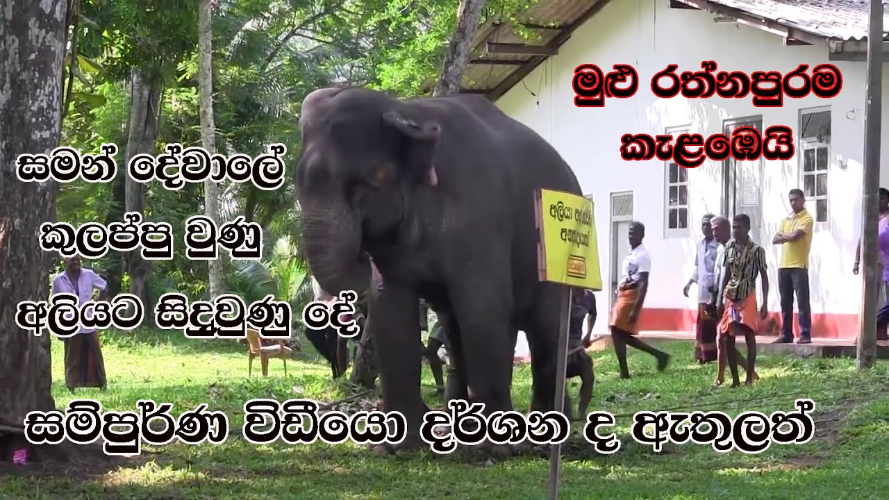Saman Dewalaya |Ali Kulappuwa